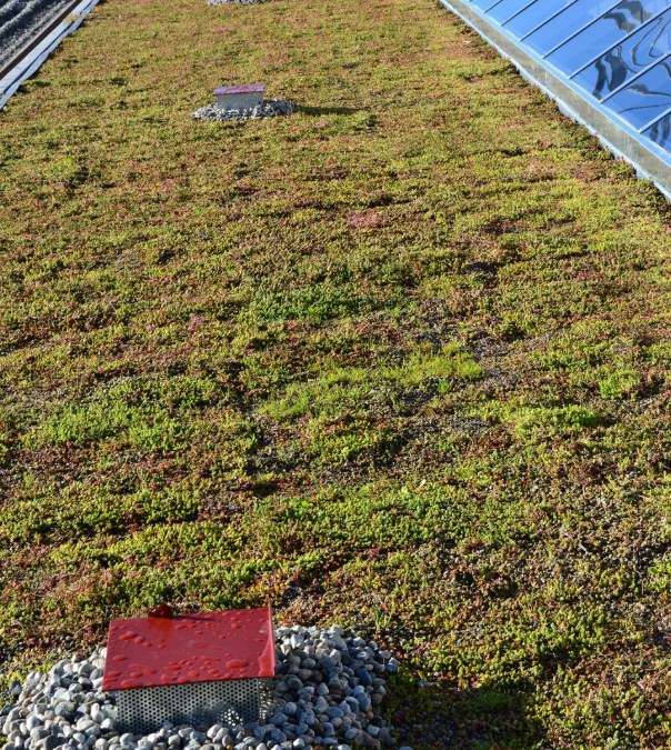 Best Plants to Grow on a Green Roof